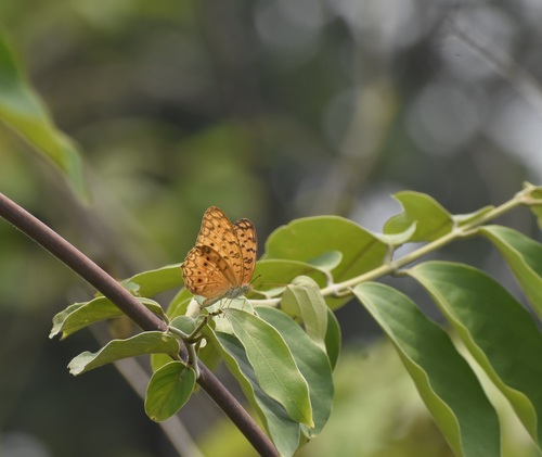 Common Leopard