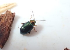 Crepidodera aurata