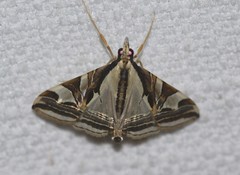 Agrioglypta excelsalis