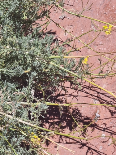 Descurainia bourgaeana