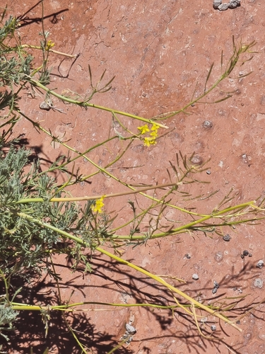 Descurainia bourgaeana, photograph 2