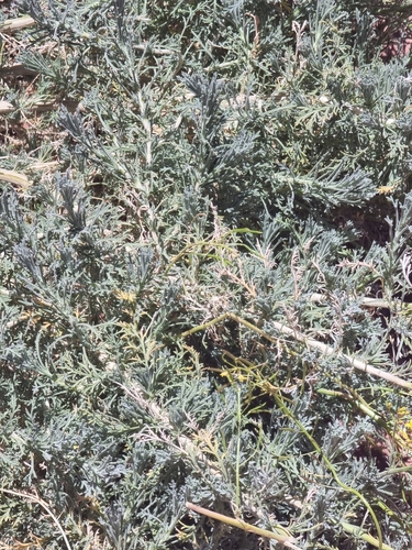 Descurainia bourgaeana, photograph 3