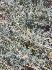 (c) Vítor Jorge, some rights reserved (CC BY) Descurainia bourgaeana, photograph (c) Vítor Jorge, some rights reserved (CC BY)