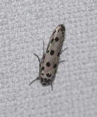 Ethmia sphaerosticha