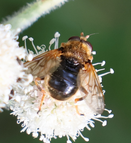 iNaturalist observation photo of Wood Flies