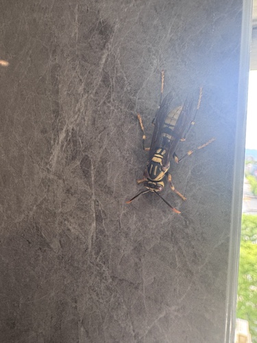 Rothney's Paper Wasp