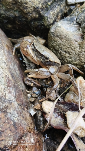 Heterochelamon huidongense
