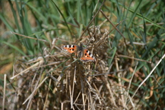 Aglais urticae urticae