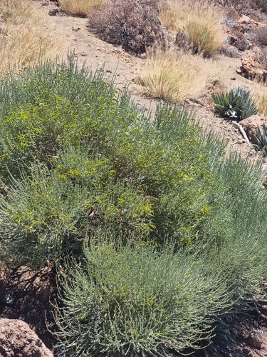 Cytisus supranubius, photograph 3