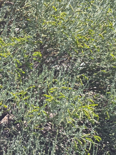 Cytisus supranubius, photograph 4