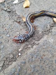 Xenochrophis vittatus