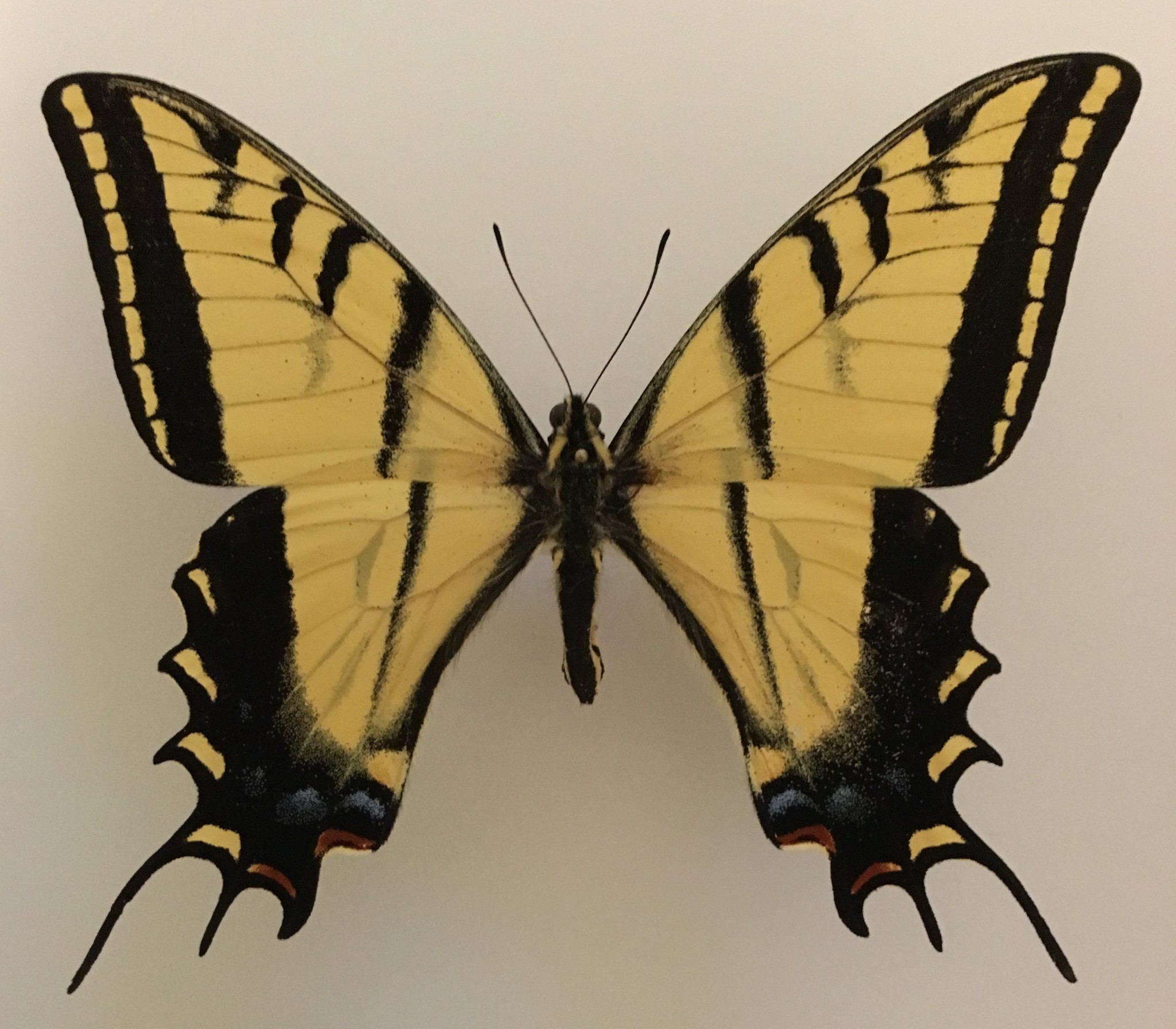 Exploring the Multifaceted Beauty of Papilio Multicaudatus: A Stunning ...