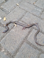 Xenochrophis vittatus