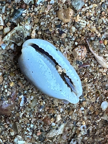 Erronea cylindrica sowerbyana observed 2026-07-11