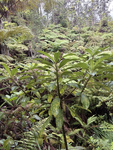 Clermontia montis-loa observed 2026-07-10