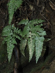 Lindsaea bonii