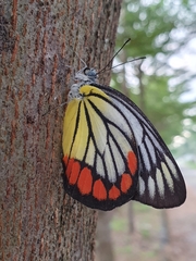 Delias hyparete