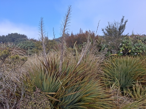 Aciphylla colensoi, 2026-07-11