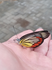 Delias hyparete
