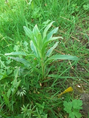 Epilobium hirsutum