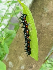 Doleschallia bisaltide