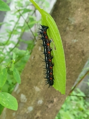 Doleschallia bisaltide