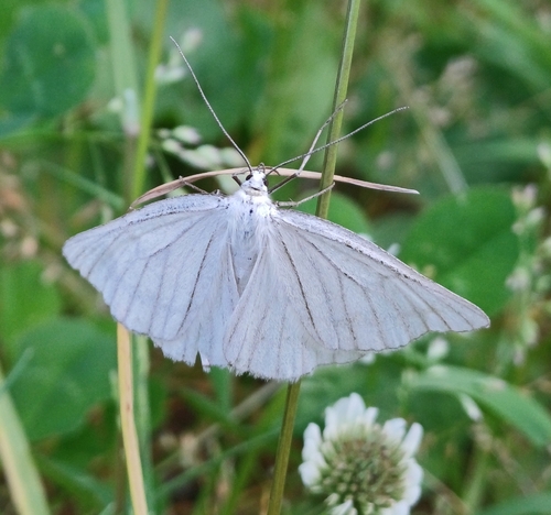 Black-veined Moth