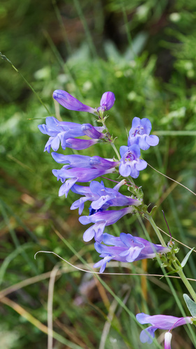 Penstemon cyaneus, photograph 4