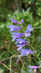 Penstemon cyaneus, photograph (c) Daughter Dad, some rights reserved (CC BY)