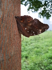 Doleschallia bisaltide