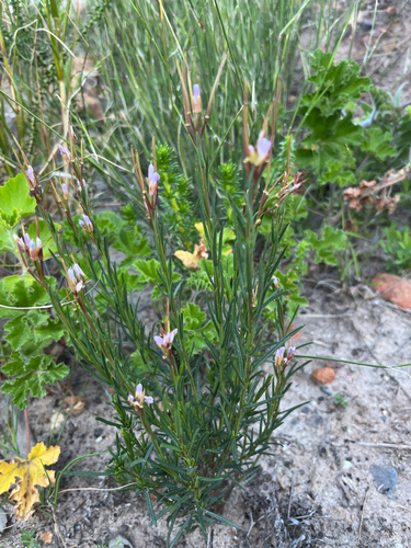 Mountain Sunspurge