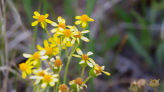 Senecio integerrimus, photograph (c) Daughter Dad, some rights reserved (CC BY)