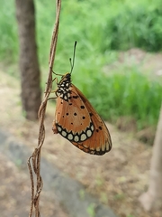 Acraea terpsicore