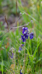 (c) Daughter Dad, some rights reserved (CC BY) Delphinium bicolor, photograph (c) Daughter Dad, some rights reserved (CC BY)