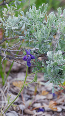 (c) Daughter Dad, some rights reserved (CC BY) Delphinium bicolor, photograph (c) Daughter Dad, some rights reserved (CC BY)