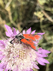 Zygaena sarpedon