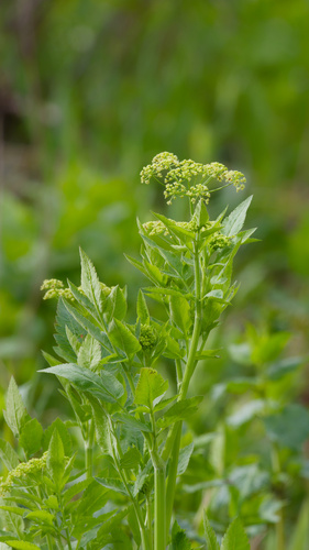 Osmorhiza occidentalis, photograph 3