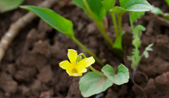 Viola praemorsa, photograph (c) Daughter Dad, some rights reserved (CC BY)