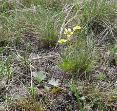 Ranunculus polyrhizos