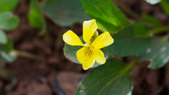 Viola praemorsa, photograph (c) Daughter Dad, some rights reserved (CC BY)