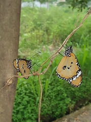 Danaus chrysippus