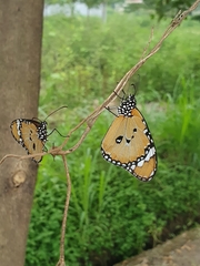 Danaus chrysippus
