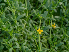 Roepera billardierei