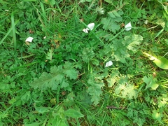 Jacobaea vulgaris