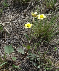 Ranunculus polyrhizos