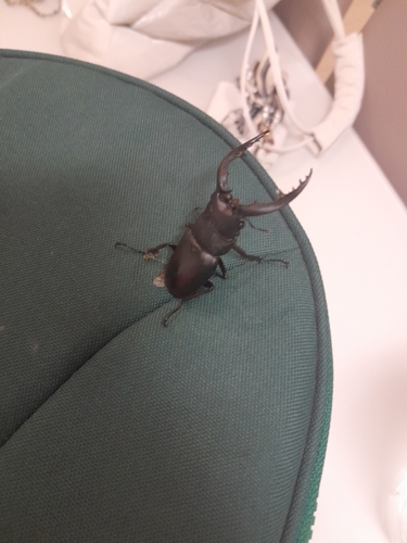 Japanese Stag Beetle