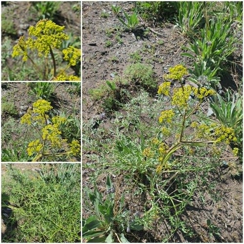 Ferula songarica, photograph 6