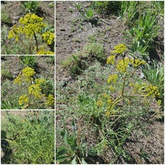 Ferula songarica, photograph (c) Urgamal Magsar, some rights reserved (CC BY)