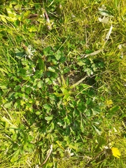 Ranunculus repens
