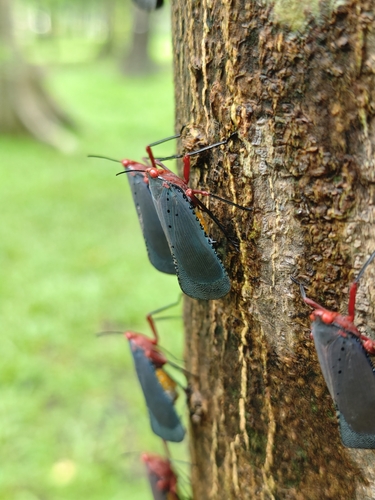 Kalidasa nigromaculata